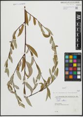Foto von Salix alba L.